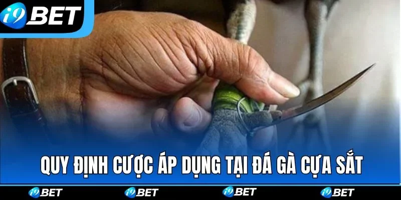 Quy định cược áp dụng tại đá gà cựa sắt Quy định cược áp dụng tại đá gà cựa sắt
