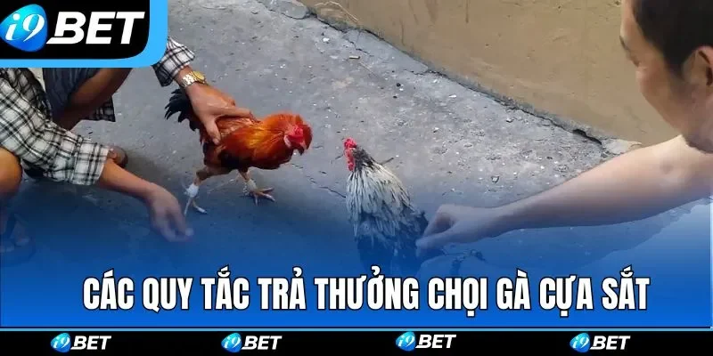 Các quy tắc trả thưởng được I9BET quy định trong chọi gà cựa sắt Các quy tắc trả thưởng được I9BET quy định trong chọi gà cựa sắt