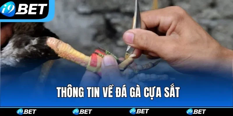 Khái quát những thông tin về hình thức thi đấu đá gà cựa sắt Khái quát những thông tin về hình thức thi đấu đá gà cựa sắt