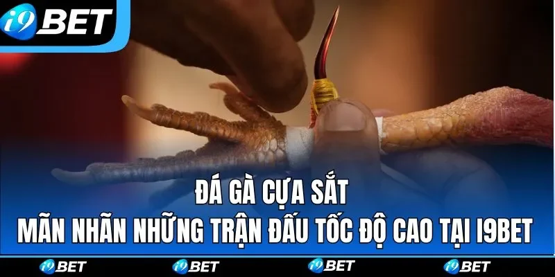 Đá Gà Cựa Sắt | Mãn Nhãn Những Trận Đấu Tốc Độ Cao Tại I9BET