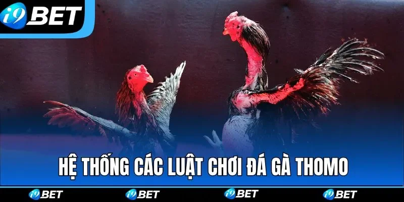 Hệ thống các luật chơi cần nắm về đá gà Thomo Hệ thống các luật chơi cần nắm về đá gà Thomo