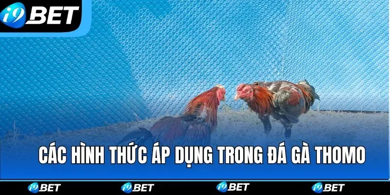 Tổng hợp các hình thức được áp dụng trong đá gà Thomo Tổng hợp các hình thức được áp dụng trong đá gà Thomo