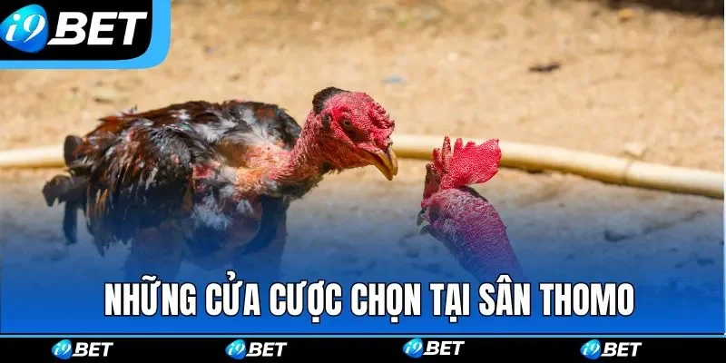 Những cửa cược được nhiều người tin chọn tại sân Thomo Những cửa cược được nhiều người tin chọn tại sân Thomo