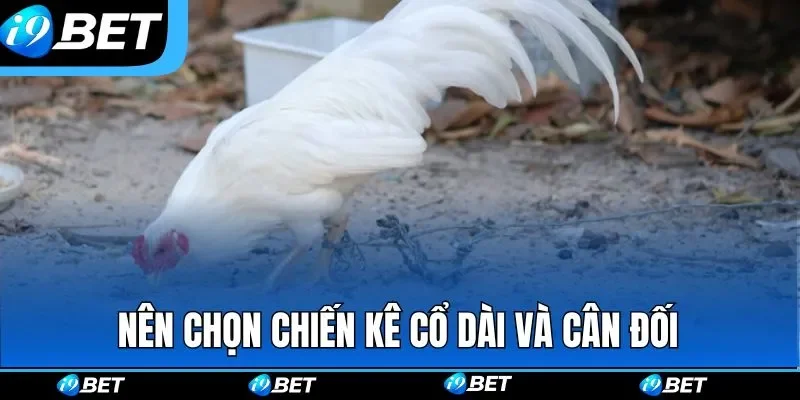 Nên chọn chiến kê cổ dài và cân đối đá gà tre
