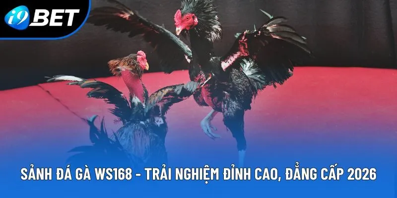 Sảnh Đá Gà WS168 - Trải Nghiệm Đỉnh Cao, Đẳng Cấp Cao