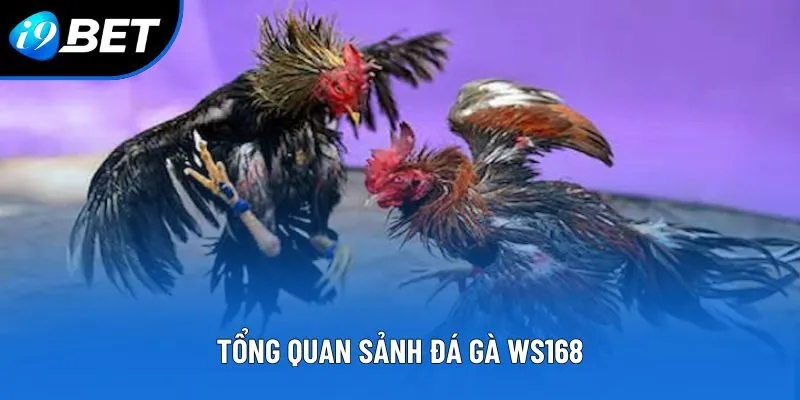 Tổng quan sảnh đá gà WS168